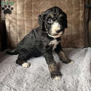 MYLA, Bernedoodle Puppy
