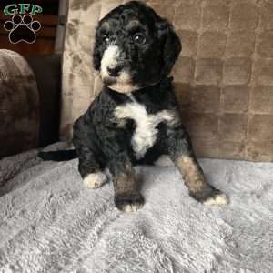 MYLA, Bernedoodle Puppy