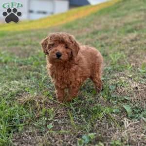 Marshall, Mini Goldendoodle Puppy