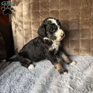 MILA, Bernedoodle Puppy