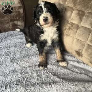 MILA, Bernedoodle Puppy