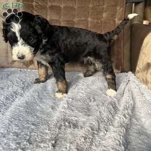 MILA, Bernedoodle Puppy