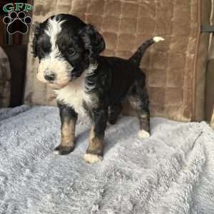 MILA, Bernedoodle Puppy