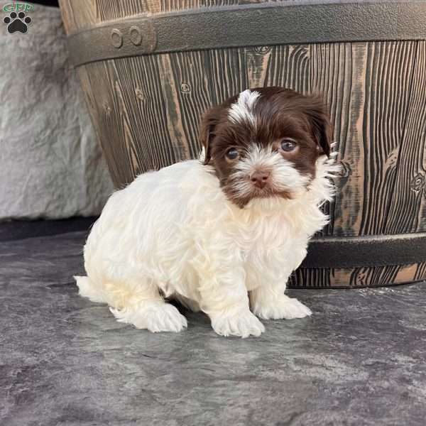 Annie, Havanese Puppy