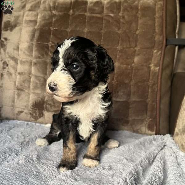 MILA, Bernedoodle Puppy