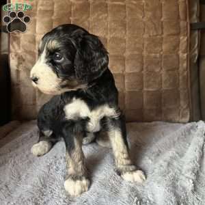MAYA, Bernedoodle Puppy