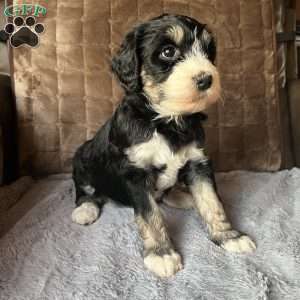 MAYA, Bernedoodle Puppy