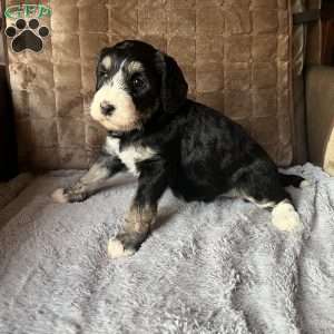 MAYA, Bernedoodle Puppy
