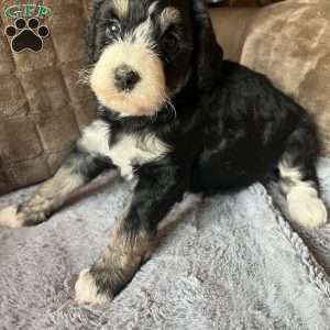 MAYA, Bernedoodle Puppy