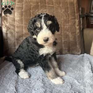 YANA, Bernedoodle Puppy