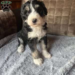 YANA, Bernedoodle Puppy