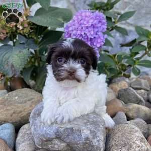 Annie, Havanese Puppy