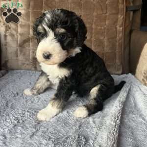 YANA, Bernedoodle Puppy