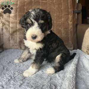 YANA, Bernedoodle Puppy