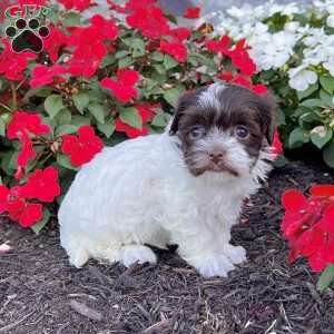 Annie, Havanese Puppy