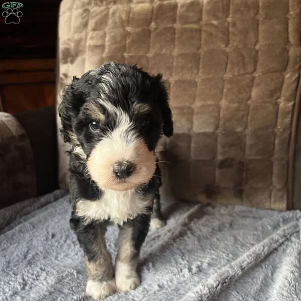 YANA, Bernedoodle Puppy