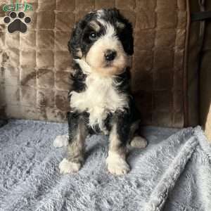 YANA, Bernedoodle Puppy