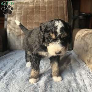 ZARA, Bernedoodle Puppy