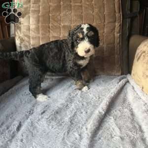 ZARA, Bernedoodle Puppy