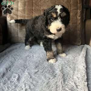 ZARA, Bernedoodle Puppy