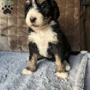 ZARA, Bernedoodle Puppy