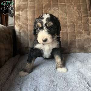 ZARA, Bernedoodle Puppy