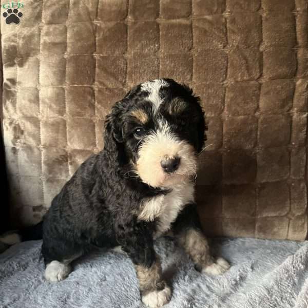 ZARA, Bernedoodle Puppy