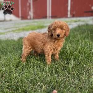 Biscuit, Mini Goldendoodle Puppy