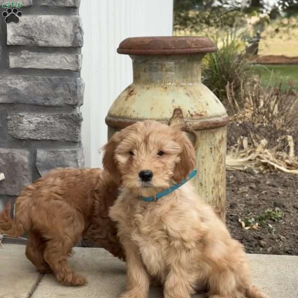 Snoopy, Mini Goldendoodle Puppy