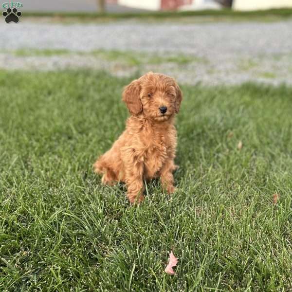 Biscuit, Mini Goldendoodle Puppy