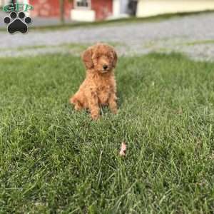 Biscuit, Mini Goldendoodle Puppy