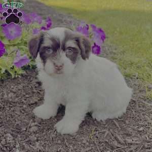 Allie, Havanese Puppy