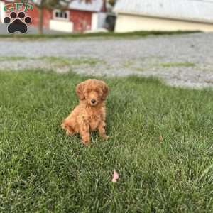 Biscuit, Mini Goldendoodle Puppy