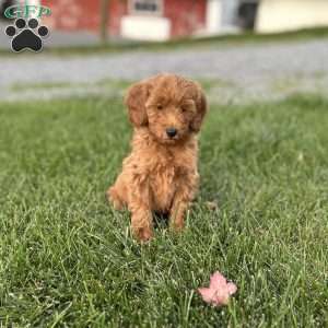Biscuit, Mini Goldendoodle Puppy