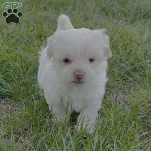 Angie, Havanese Puppy