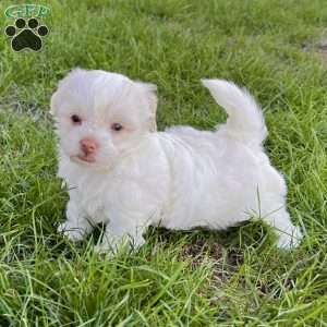 Angie, Havanese Puppy