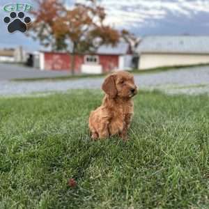 Pumpkin, Mini Goldendoodle Puppy