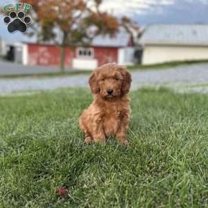 Pumpkin, Mini Goldendoodle Puppy