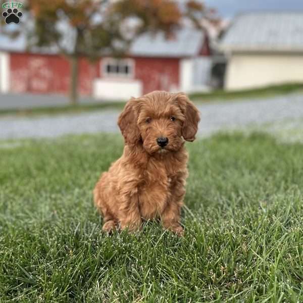 Pumpkin, Mini Goldendoodle Puppy