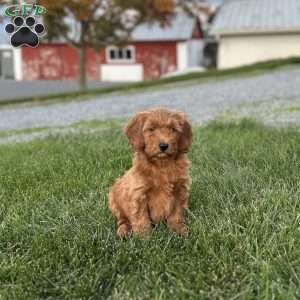 Pumpkin, Mini Goldendoodle Puppy
