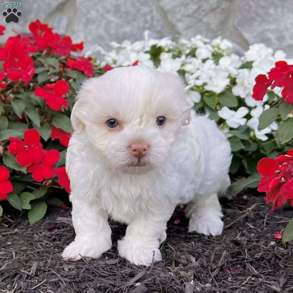 Angie, Havanese Puppy