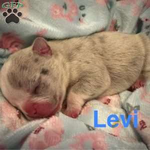 Levi, French Bulldog Puppy