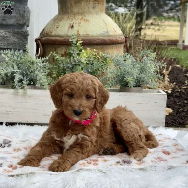 Holly, Goldendoodle Puppy