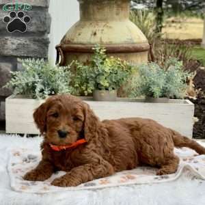 Hope, Goldendoodle Puppy