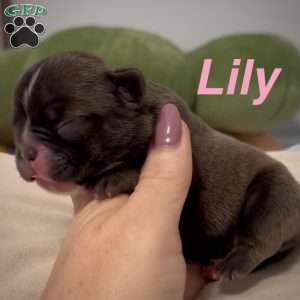 Lily, French Bulldog Puppy