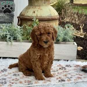Hazel, Goldendoodle Puppy