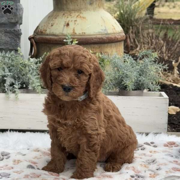 Hazel, Goldendoodle Puppy
