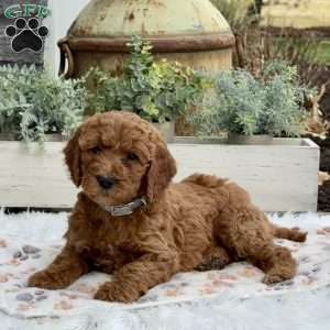 Hazel, Goldendoodle Puppy