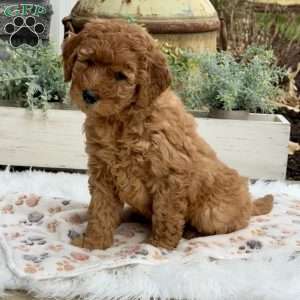 Haven, Goldendoodle Puppy