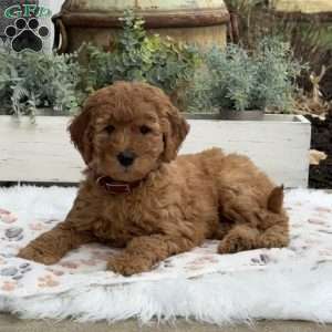 Haven, Goldendoodle Puppy